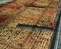 колеус трава с красными листьями для клумб